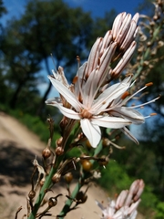 Asphodelus lusitanicus