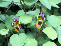 Fuchsia procumbens
