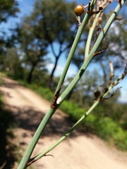Asphodelus lusitanicus