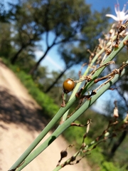 Asphodelus lusitanicus
