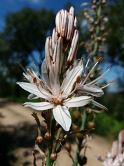 Asphodelus lusitanicus