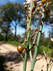 Asphodelus lusitanicus