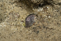 Lithophaga lithophaga