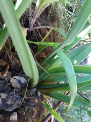 Asphodelus lusitanicus