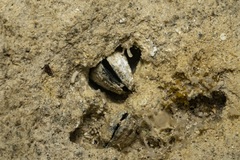 Lithophaga lithophaga