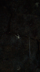 Munidopsis polymorpha