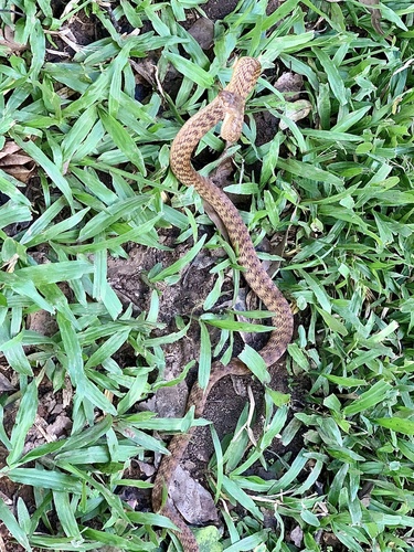 Brown Tree Snake sighting