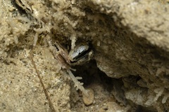 Lithophaga lithophaga