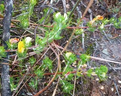Aspalathus campestris