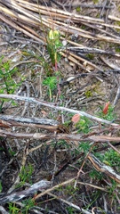 Aspalathus campestris