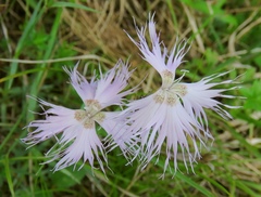Dianthus sternbergii