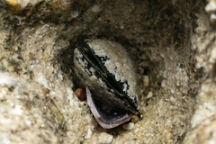 Lithophaga lithophaga