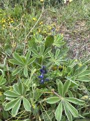 Lupinus micranthus