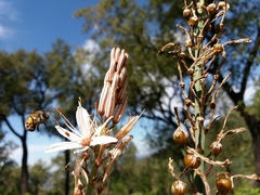Asphodelus lusitanicus