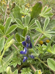 Lupinus micranthus