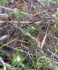 Aspalathus campestris