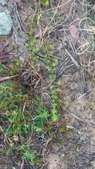 Aspalathus campestris