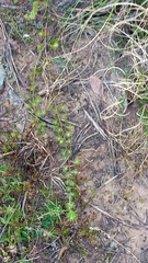 Aspalathus campestris