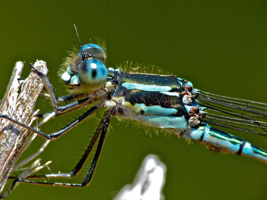 Blue Damselfly