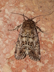 Spodoptera umbraculata