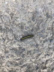 Callimorpha dominula