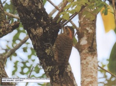 Dryobates maculifrons