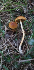 Fungi