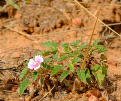 Monsonia senegalensis
