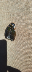 Dytiscus marginalis