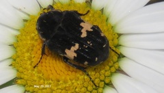 Glycyphana fulvistemma