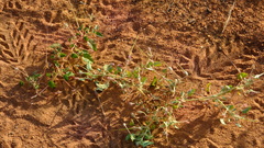 Monsonia senegalensis