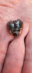 Dytiscus marginalis