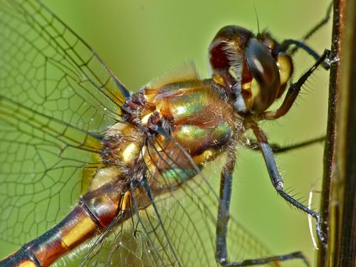 Gray's Dragonfly photo 5