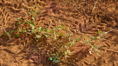 Monsonia senegalensis