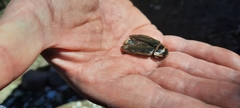 Dytiscus marginalis