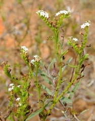 Heliotropium lineare