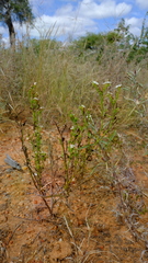 Heliotropium lineare