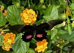 Heraclides anchisiades