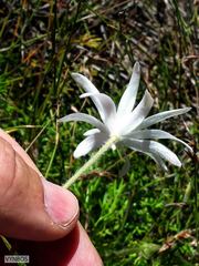 Knowltonia tenuifolia