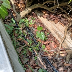 Aristolochia acuminata