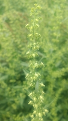 Rumex dentatus