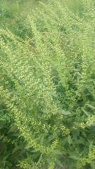 Rumex dentatus
