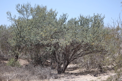 Prosopis palmeri