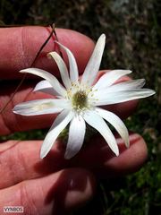 Knowltonia tenuifolia