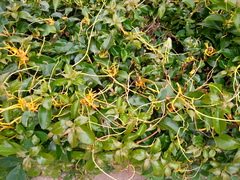 Magnoliopsida