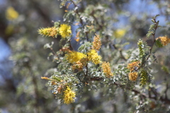 Prosopis palmeri