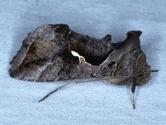 Chrysodeixis subsidens