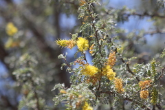 Prosopis palmeri
