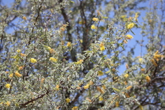 Prosopis palmeri