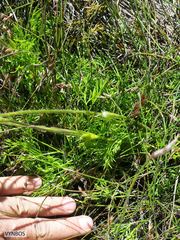 Knowltonia tenuifolia
